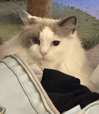 Jasnah Side Eye!